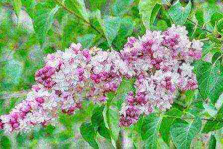 the best varieties of white lilac