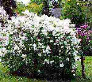 the best varieties of white lilac