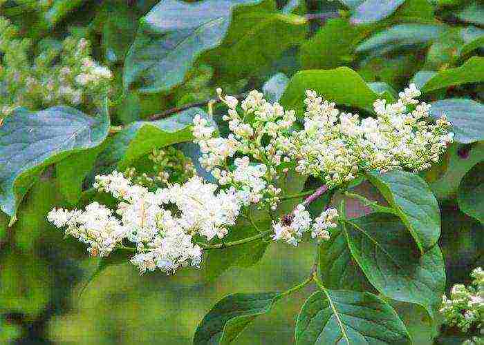 the best varieties of white lilac