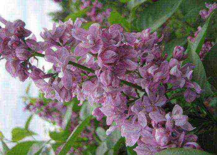 the best varieties of white lilac