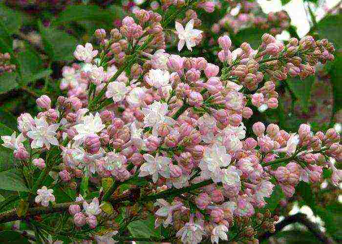 the best varieties of white lilac