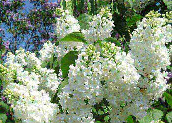 the best varieties of white lilac