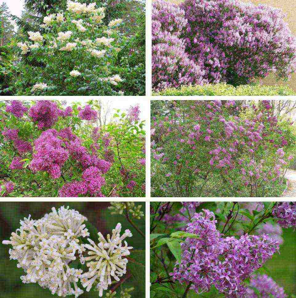 พันธุ์ที่ดีที่สุดของ Kolesnikov lilac