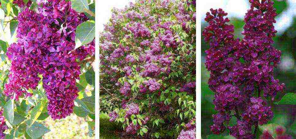 the best varieties of Kolesnikov lilac