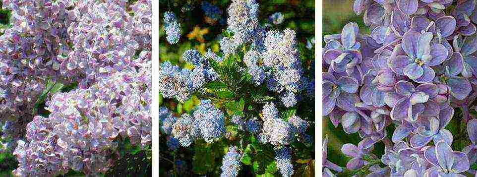 the best varieties of Kolesnikov lilac