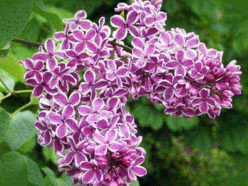 the best varieties of Kolesnikov lilac