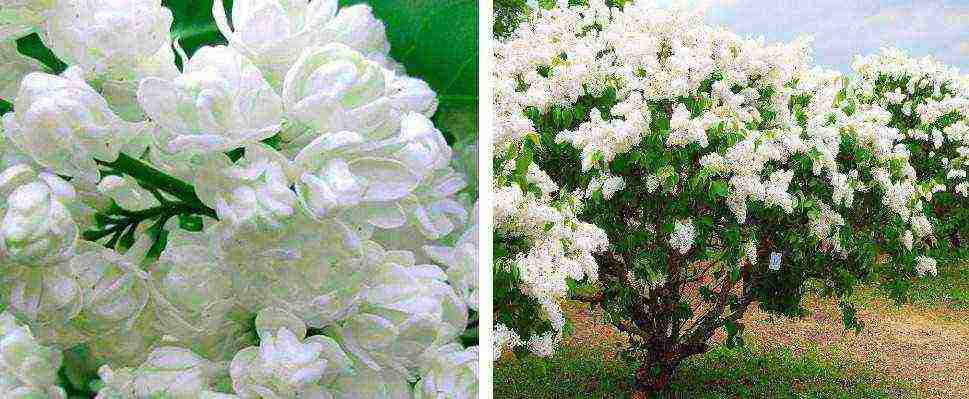 the best varieties of Kolesnikov lilac