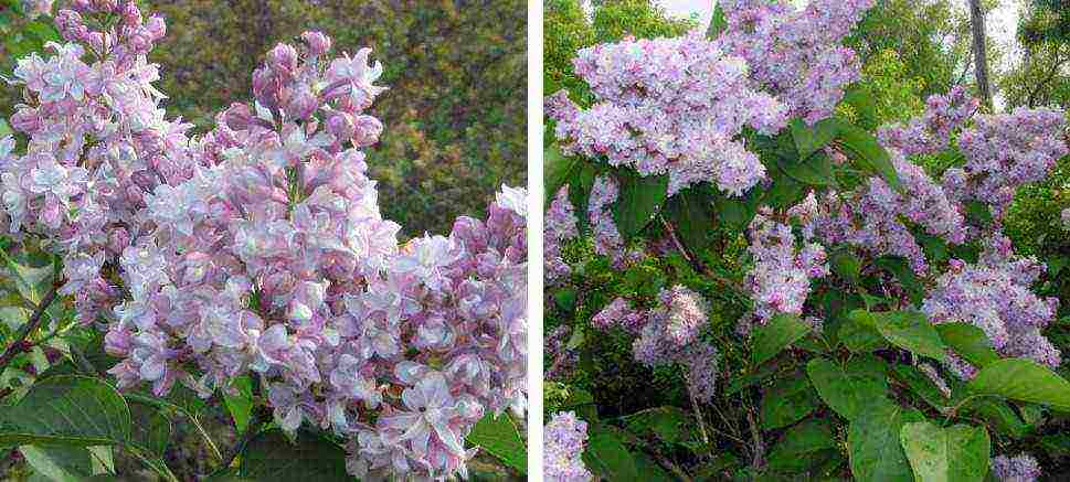 the best varieties of Kolesnikov lilac