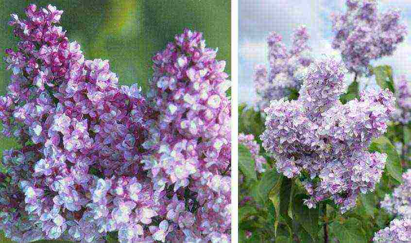 พันธุ์ที่ดีที่สุดของ Kolesnikov lilac