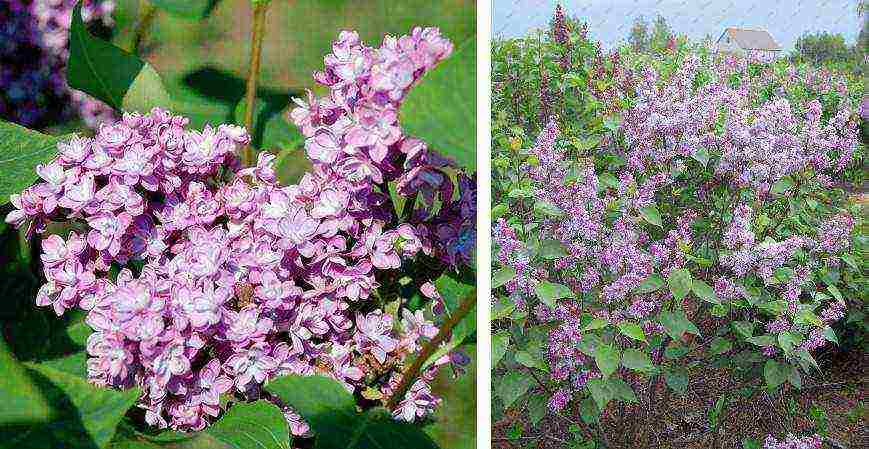 พันธุ์ที่ดีที่สุดของ Kolesnikov lilac