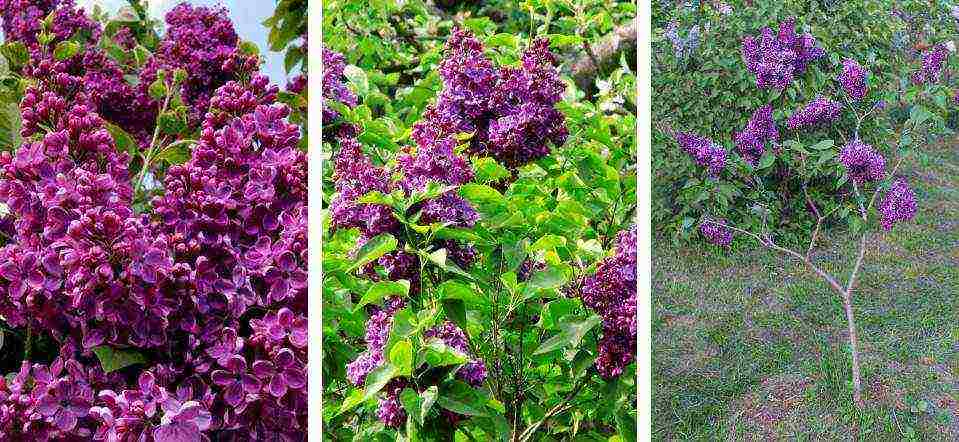 the best varieties of Kolesnikov lilac