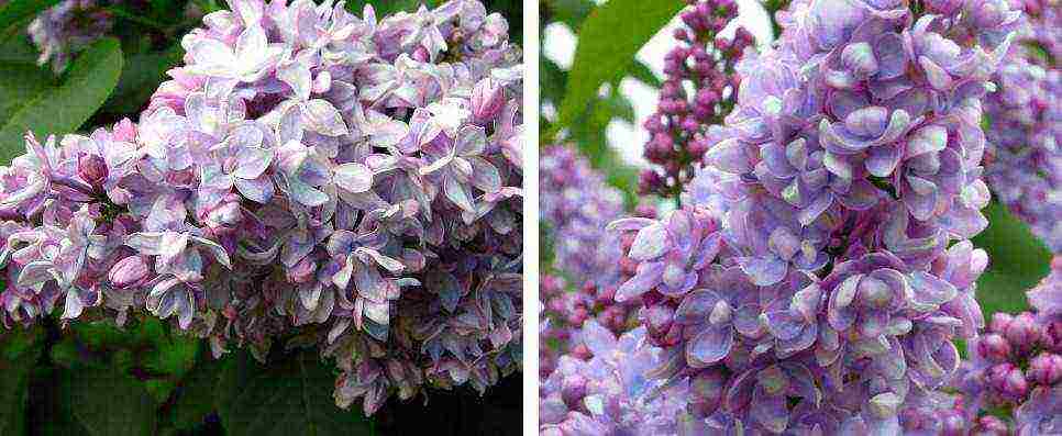 พันธุ์ที่ดีที่สุดของ Kolesnikov lilac