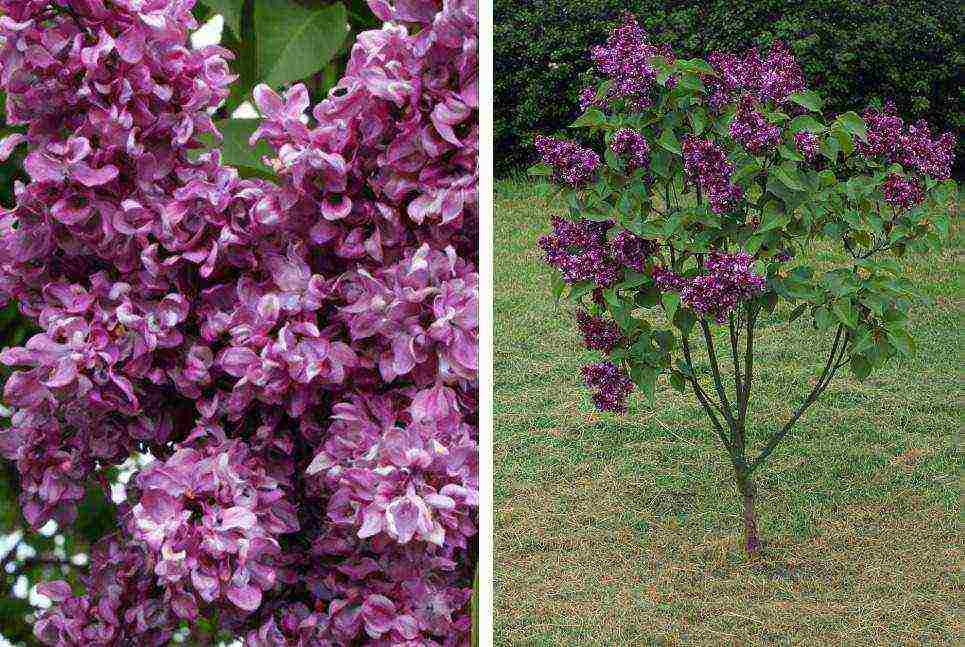 พันธุ์ที่ดีที่สุดของ Kolesnikov lilac