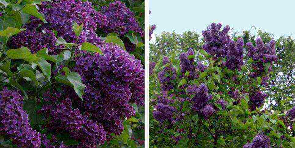 the best varieties of Kolesnikov lilac