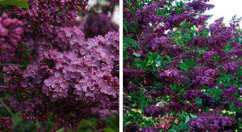 the best varieties of Kolesnikov lilac