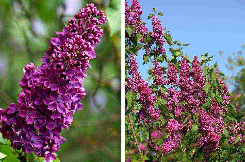 the best varieties of Kolesnikov lilac