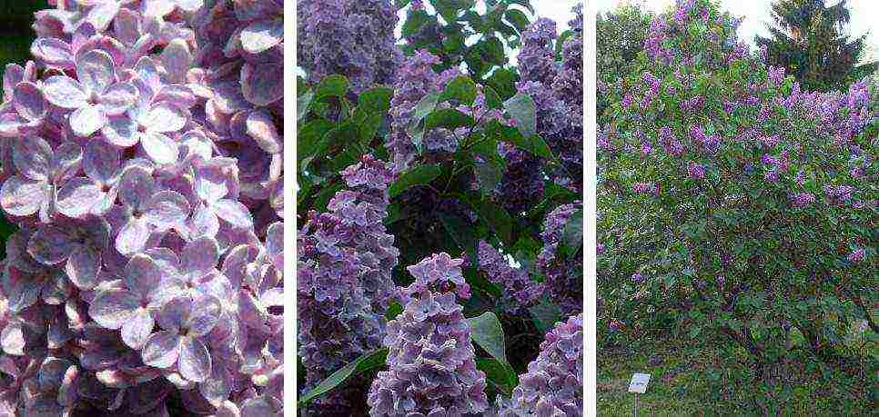 the best varieties of Kolesnikov lilac