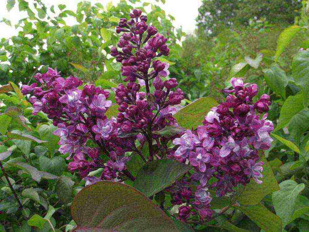 พันธุ์ที่ดีที่สุดของ Kolesnikov lilac