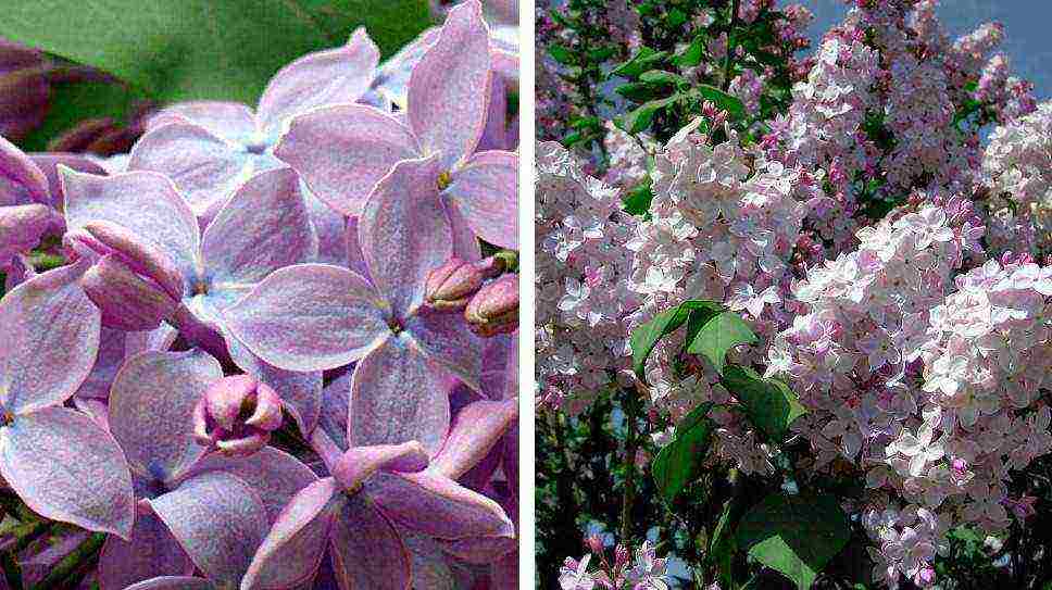 the best varieties of Kolesnikov lilac