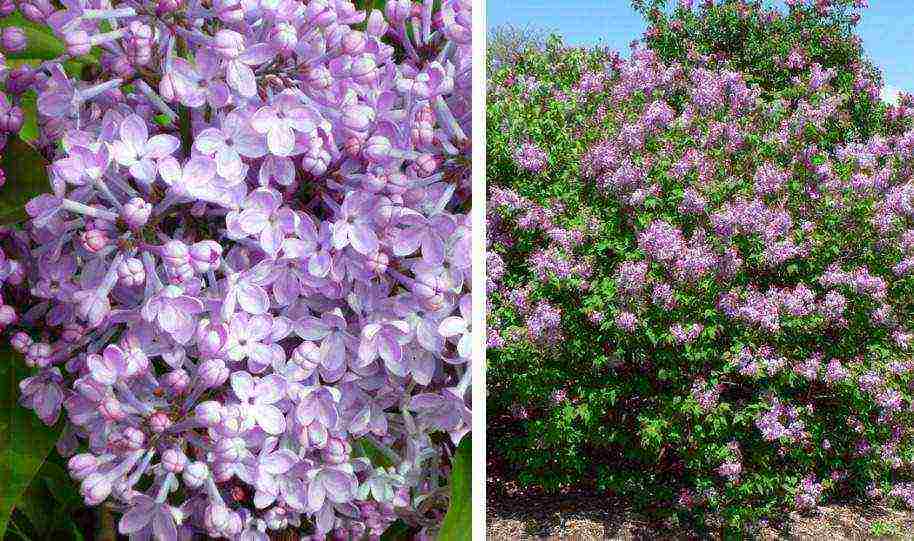 the best varieties of Kolesnikov lilac