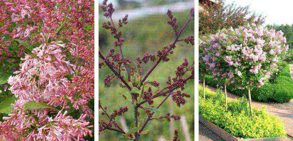 the best varieties of Kolesnikov lilac