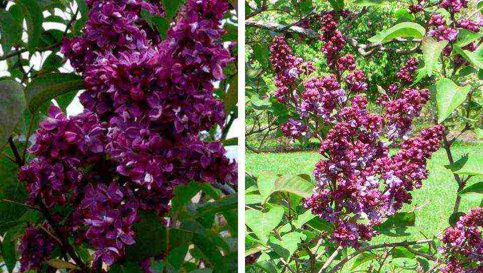 the best varieties of Kolesnikov lilac