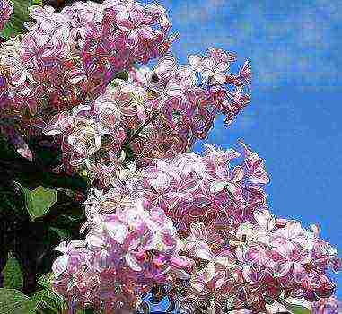 the best varieties of Kolesnikov lilac