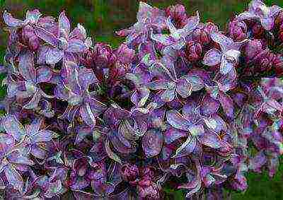 the best varieties of Kolesnikov lilac