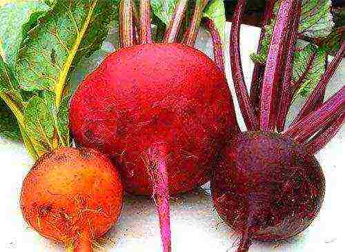 the best varieties of sweet beets