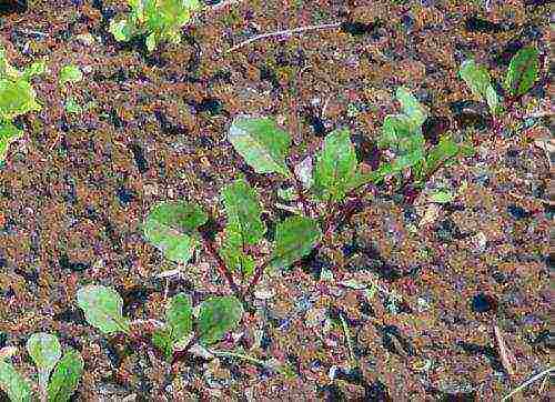 the best varieties of sweet beets