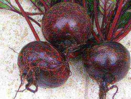 the best varieties of sweet beets