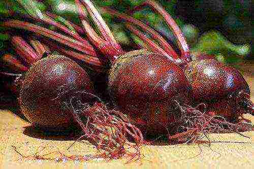 the best varieties of sweet beets