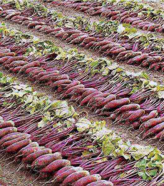 the best varieties of sweet beets