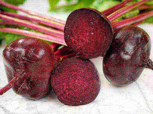 the best varieties of sweet beets