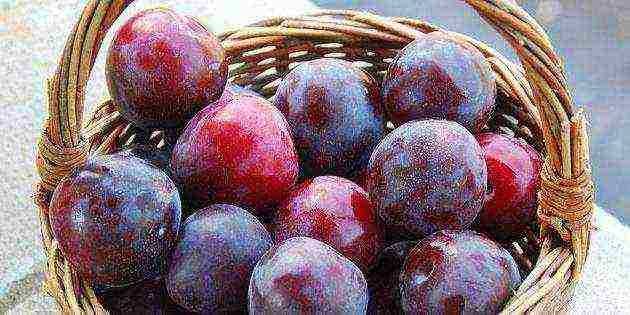 ang pinakamahusay na mga pagkakaiba-iba ng mga plum na malapit sa Moscow