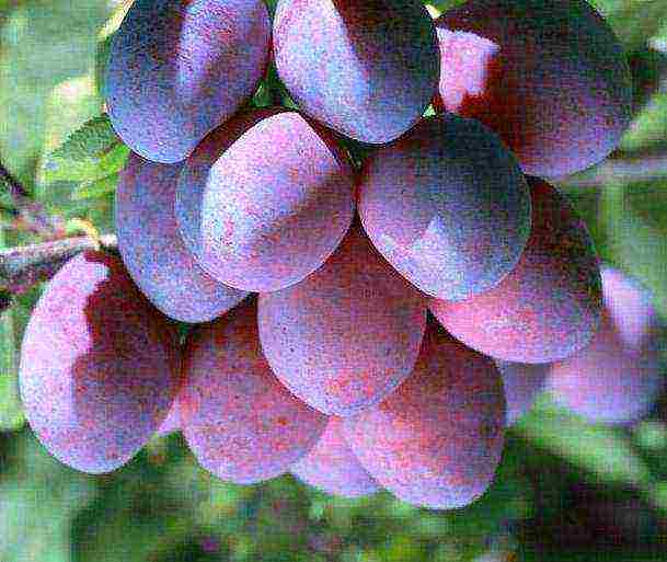 the best varieties of plums near Moscow