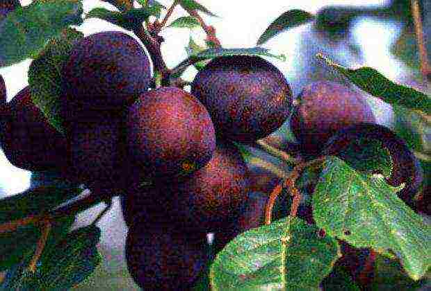 ang pinakamahusay na mga pagkakaiba-iba ng mga plum na malapit sa Moscow