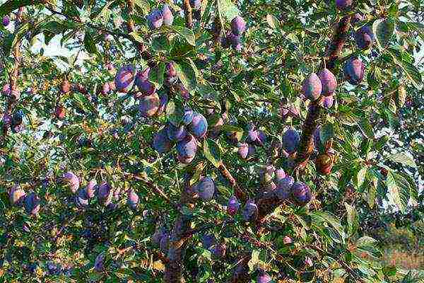 ang pinakamahusay na mga pagkakaiba-iba ng mga plum na malapit sa Moscow