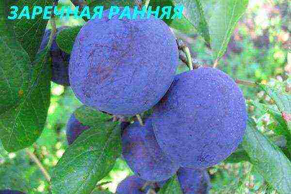 the best varieties of plums near Moscow