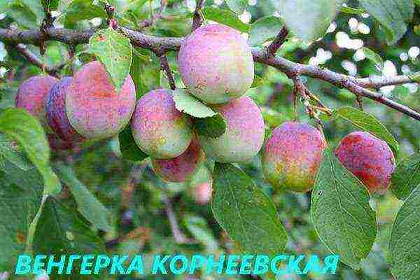 the best varieties of plums near Moscow