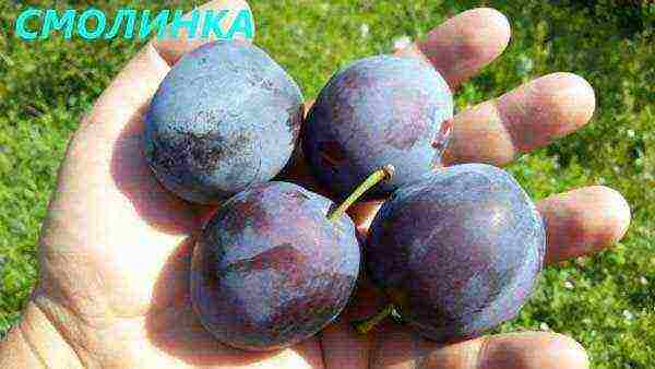 the best varieties of plums near Moscow