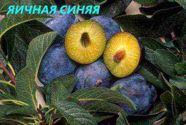 the best varieties of plums near Moscow