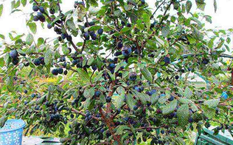 the best varieties of plums near Moscow