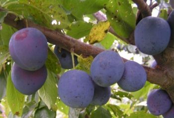 ang pinakamahusay na mga pagkakaiba-iba ng mga plum na malapit sa Moscow