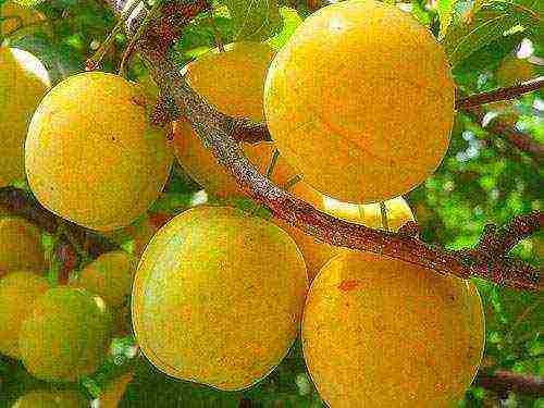 the best varieties of yellow plum