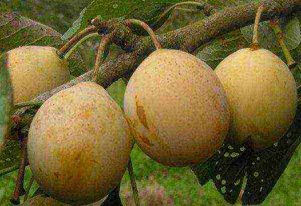 the best varieties of yellow plum