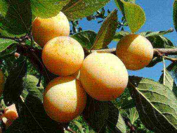 the best varieties of yellow plum