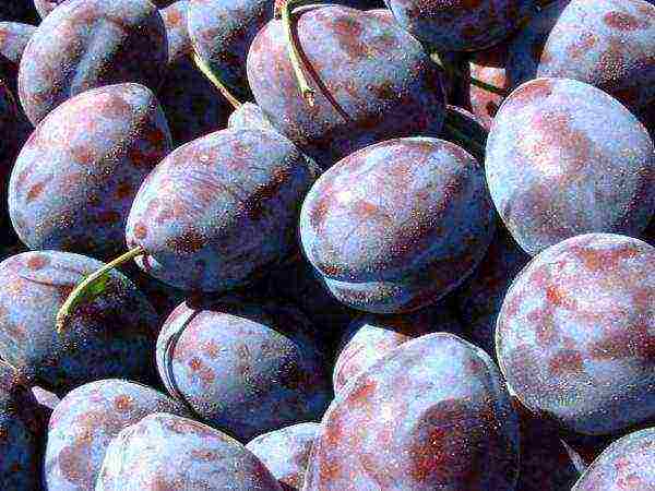 the best varieties of yellow plum