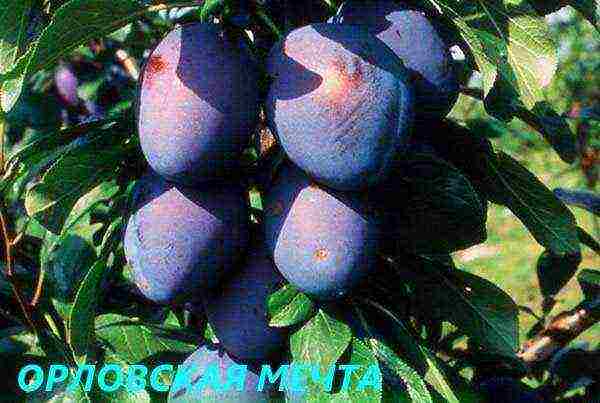 the best varieties of plum near Moscow