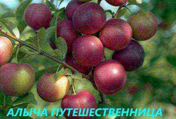 the best varieties of plum near Moscow